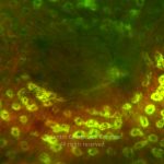 o02-ti02-274-20110325-002