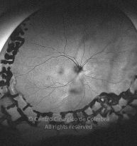 33-2152181-20190118-002-autof